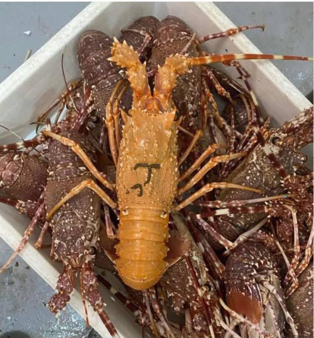 Seafood processing