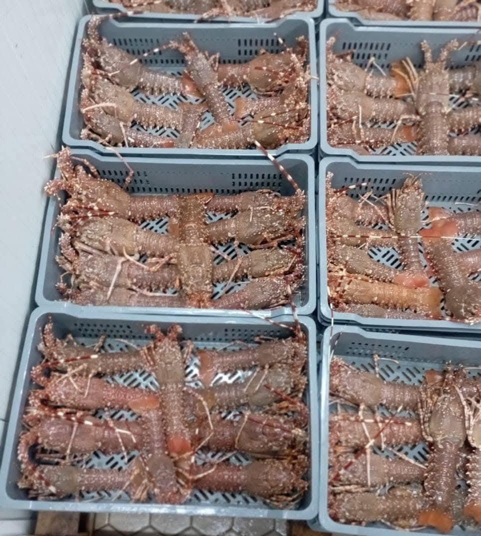 Seafood processing
