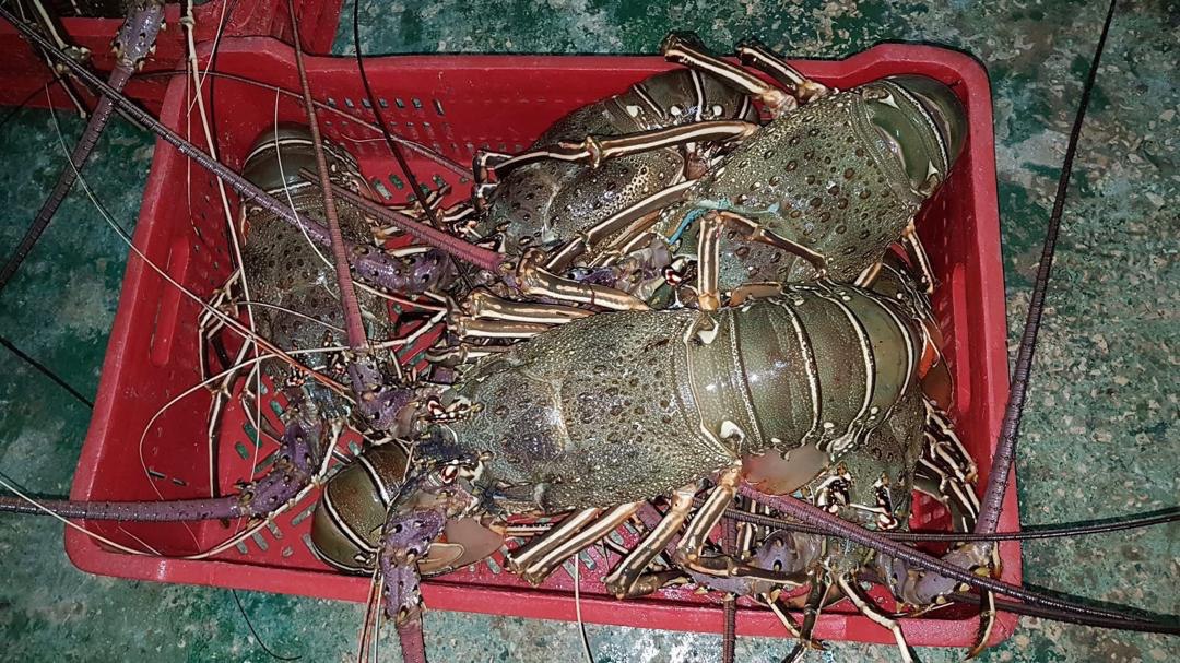 Green Lobster