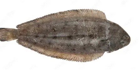 Sole Fish