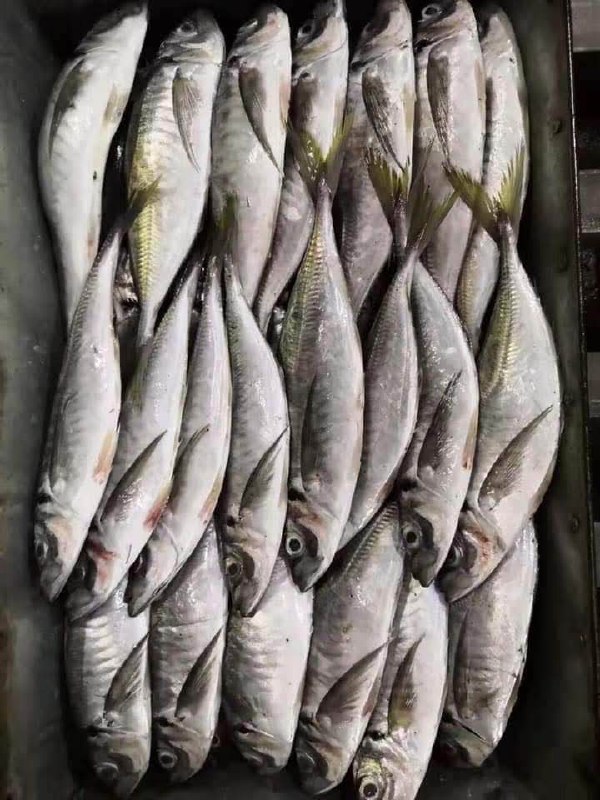 Horse-Mackerel