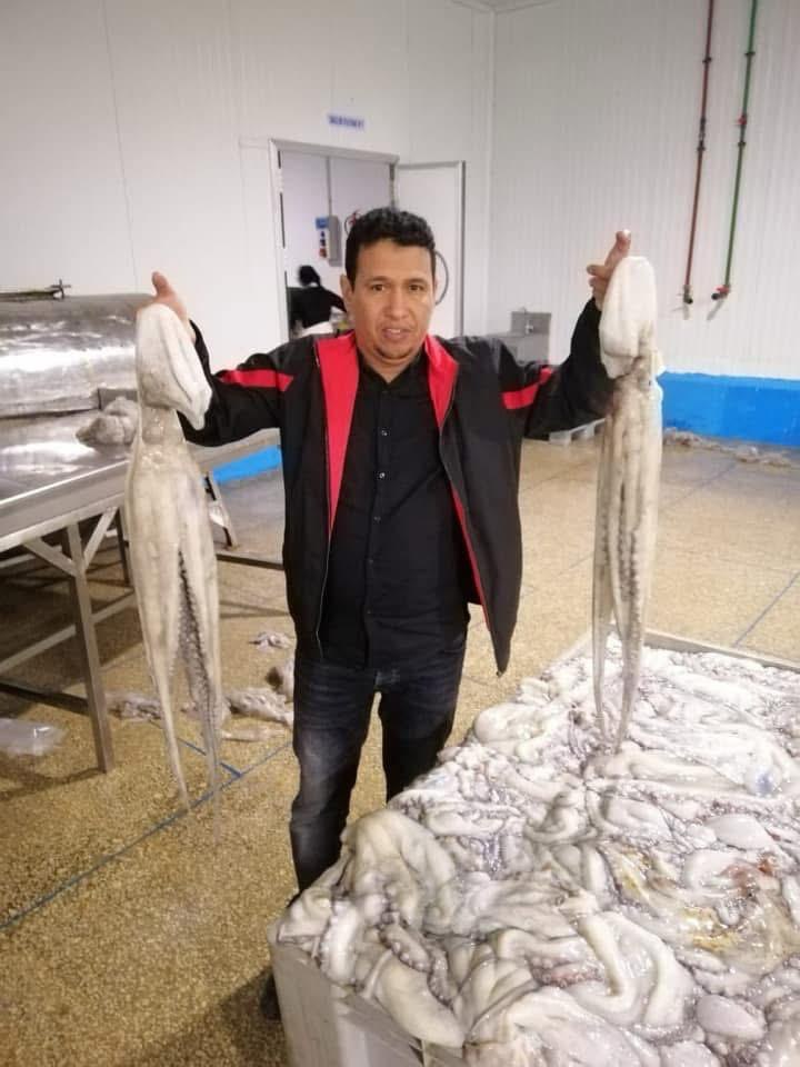 Fresh octopus ready for processing