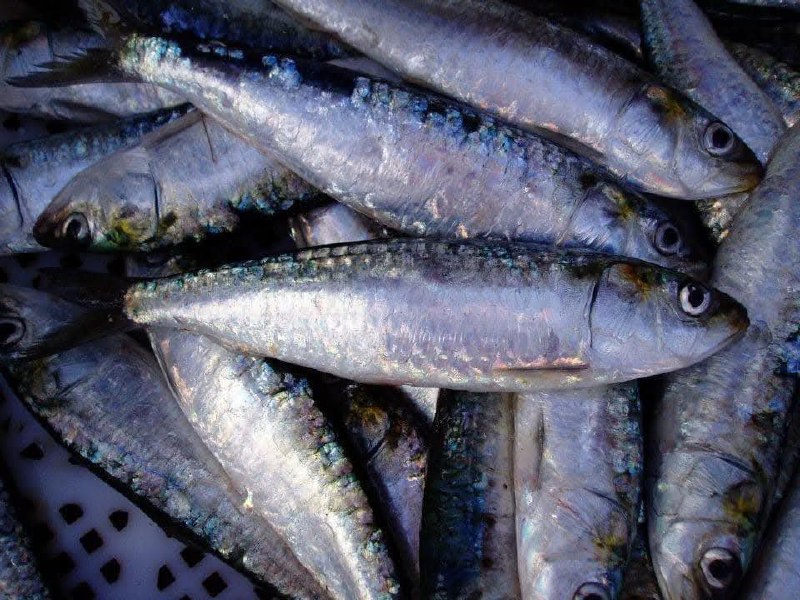 Mackerel