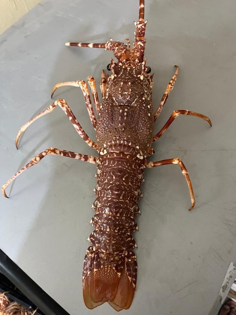 Seafood processing