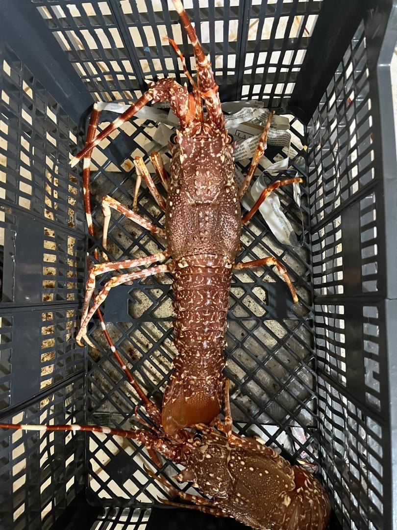 Seafood processing