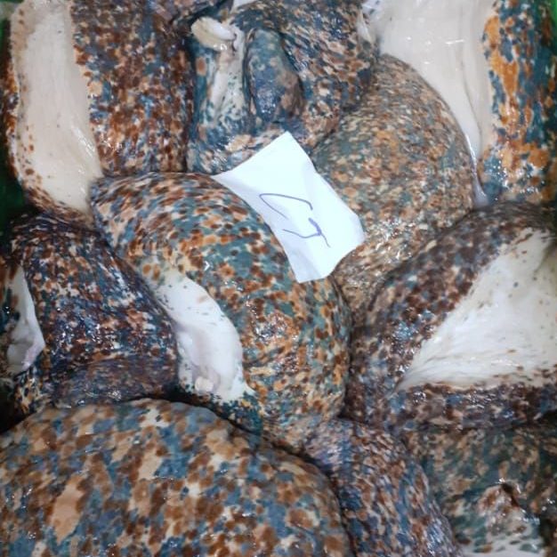 Fish processing