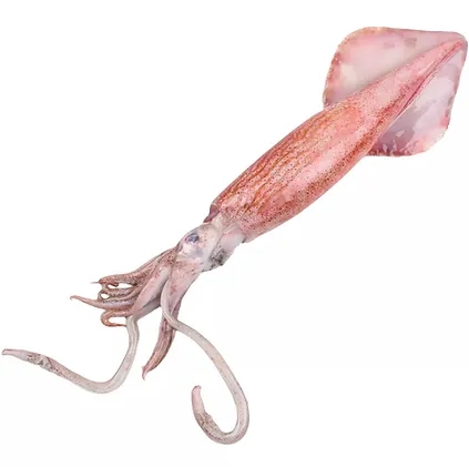 Squid