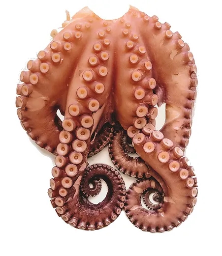 Octopus